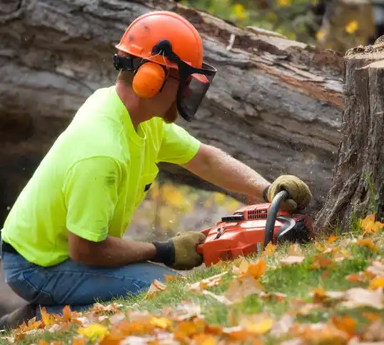 tree services Delhi